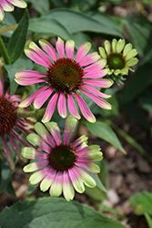 Green Twister Coneflower (Echinacea purpurea 'Green Twister') at The Green Spot Home & Garden