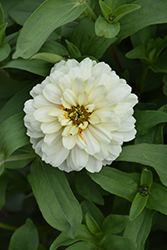 Zahara Double White Zinnia (Zinnia 'Zahara Double White') at The Green Spot Home & Garden