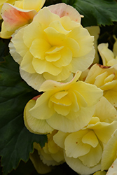 Solenia Yellow Begonia (Begonia x hiemalis 'Solenia Yellow') at The Green Spot Home & Garden