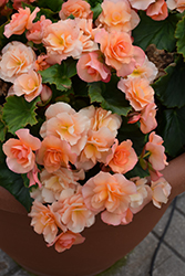 Solenia Apricot Begonia (Begonia x hiemalis 'Solenia Apricot') at The Green Spot Home & Garden