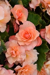 Solenia Apricot Begonia (Begonia x hiemalis 'Solenia Apricot') at The Green Spot Home & Garden