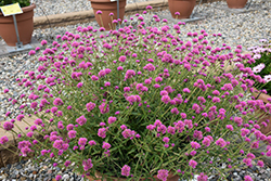 Truffula Pink Gomphrena (Gomphrena 'PAST0517E') at The Green Spot Home & Garden