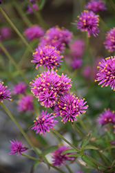 Truffula Pink Gomphrena (Gomphrena 'PAST0517E') at The Green Spot Home & Garden