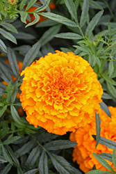 Lady Orange Marigold (Tagetes erecta 'Lady Orange') at The Green Spot Home & Garden