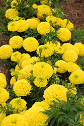 Marvel Yellow Marigold (Tagetes erecta 'PAS1167') at The Green Spot Home & Garden