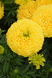 Marvel Yellow Marigold (Tagetes erecta 'PAS1167') at The Green Spot Home & Garden