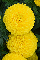 Taishan Yellow Marigold (Tagetes erecta 'Taishan Yellow') at The Green Spot Home & Garden