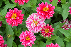 Zahara Double Raspberry Ripple Zinnia (Zinnia 'Zahara Double Raspberry Ripple') at The Green Spot Home & Garden