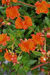 ColorBlast Double Orange Portulaca (Portulaca 'LAZPRT1505') at The Green Spot Home & Garden