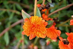 ColorBlast Double Orange Portulaca (Portulaca 'LAZPRT1505') at The Green Spot Home & Garden