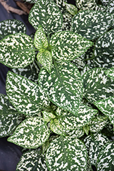 Hippo White Polka Dot Plant (Hypoestes phyllostachya 'G15180') at The Green Spot Home & Garden