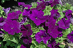 Pretty Flora Midnight Petunia (Petunia 'Pretty Flora Midnight') at The Green Spot Home & Garden