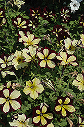 Crazytunia Star Jubilee Petunia (Petunia 'Crazytunia Star Jubilee') at The Green Spot Home & Garden