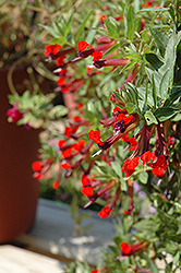 Firecracker Cuphea (Cuphea purpurea 'Firecracker') at The Green Spot Home & Garden