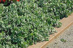 Nicoletta Swedish Ivy (Plectranthus 'Nicoletta') at The Green Spot Home & Garden