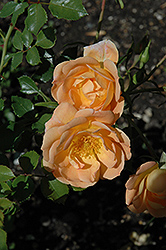 Oso Easy Peachy Cream Rose (Rosa 'Horcoherent') at The Green Spot Home & Garden