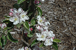 Zestar Apple (Malus 'Zestar') at The Green Spot Home & Garden