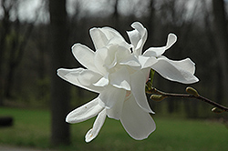 Spring Welcome Magnolia (Magnolia x loebneri 'Ruth') at The Green Spot Home & Garden