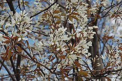 Autumn Brilliance Serviceberry (Amelanchier x grandiflora 'Autumn Brilliance (tree form)') at The Green Spot Home & Garden