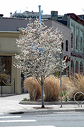 Autumn Brilliance Serviceberry (Amelanchier x grandiflora 'Autumn Brilliance (tree form)') at The Green Spot Home & Garden