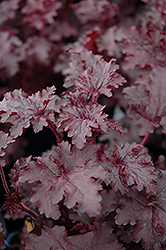 Blackberry Crisp Coral Bells (Heuchera 'Blackberry Crisp') at The Green Spot Home & Garden