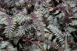 Regal Red Painted Fern (Athyrium nipponicum 'Regal Red') at The Green Spot Home & Garden