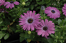 Zion Blue Denim African Daisy (Osteospermum 'Zion Blue Denim') at The Green Spot Home & Garden