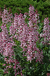 Rubra Gas Plant (Dictamnus albus 'Rubra') at The Green Spot Home & Garden