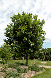 Sugar Maple (Acer saccharum) at The Green Spot Home & Garden