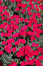 Frosty Fire Pinks (Dianthus 'Frosty Fire') at The Green Spot Home & Garden