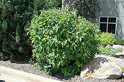 Baton Rouge Dogwood (Cornus alba 'Minbat') at The Green Spot Home & Garden