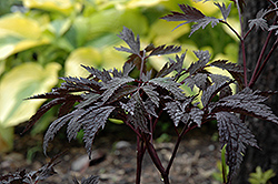 Chocoholic Bugbane (Cimicifuga racemosa 'Chocoholic') at The Green Spot Home & Garden