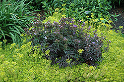 Dark Reiter Cranesbill (Geranium 'Dark Reiter') at The Green Spot Home & Garden