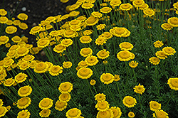 Charme Marguerite Daisy (Anthemis tinctoria 'Charme') at The Green Spot Home & Garden