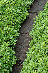 Green Carpet Japanese Spurge (Pachysandra terminalis 'Green Carpet') at The Green Spot Home & Garden