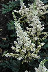 Visions in White Chinese Astilbe (Astilbe chinensis 'Visions in White') at The Green Spot Home & Garden