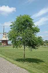 Kentucky Coffeetree (Gymnocladus dioicus) at The Green Spot Home & Garden