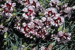 Coconut Punch Pinks (Dianthus 'Coconut Punch') at The Green Spot Home & Garden