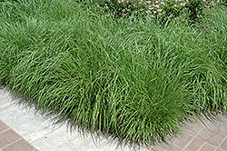 Fountain Grass (Pennisetum alopecuroides) at The Green Spot Home & Garden