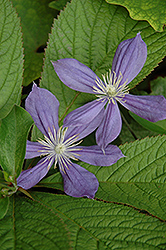 Arabella Clematis (Clematis integrifolia 'Arabella') at The Green Spot Home & Garden