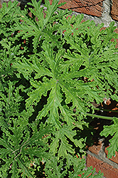 Citrosa Geranium (Pelargonium citrosum) at The Green Spot Home & Garden