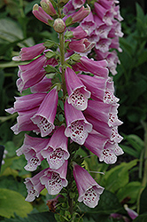 Dalmatian Rose Foxglove (Digitalis purpurea 'Dalmatian Rose') at The Green Spot Home & Garden