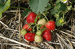 Everbearing Strawberry (Fragaria 'Everbearing') at The Green Spot Home & Garden
