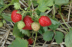 June-Bearing Strawberry (Fragaria 'June-Bearing') at The Green Spot Home & Garden