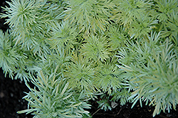 Ever Goldy Artemisia (Artemisia schmidtiana 'Ever Goldy') at The Green Spot Home & Garden