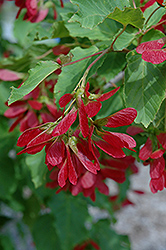 Hot Wings Tatarian Maple (Acer tataricum 'GarAnn') at The Green Spot Home & Garden