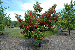 Hot Wings Tatarian Maple (Acer tataricum 'GarAnn') at The Green Spot Home & Garden