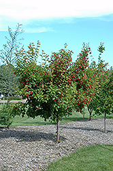 Ruby Slippers Amur Maple (Acer ginnala 'Ruby Slippers') at The Green Spot Home & Garden