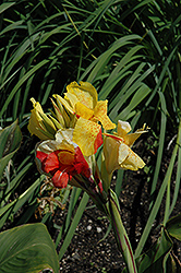 Cleopatra Canna (Canna 'Cleopatra') at The Green Spot Home & Garden