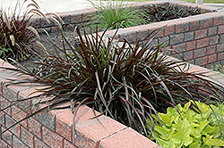 Vertigo Fountain Grass (Pennisetum purpureum 'Tift 8') at The Green Spot Home & Garden